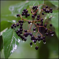 Elder, 2013 Herb of the Year