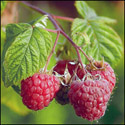 Medicinal Herb Plants - Raspberry