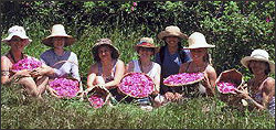 Medicinal Herb Plants Nursery